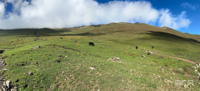 2025四川环保世纪行：从生态廊道上的大熊猫踪迹到千年桢楠 生态守护有“实招”