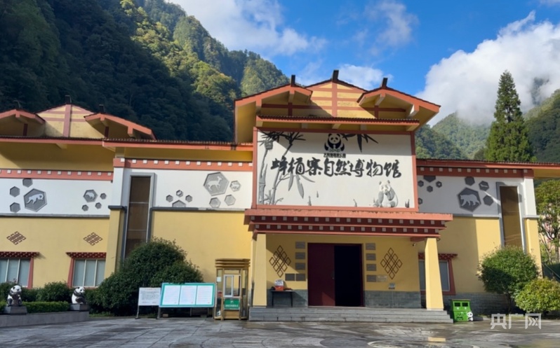 2025四川环保世纪行：从生态廊道上的大熊猫踪迹到千年桢楠 生态守护有“实招”