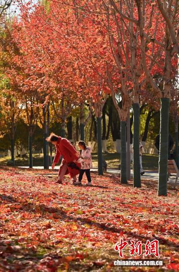 吉林长春秋景如画市民踏叶赏秋