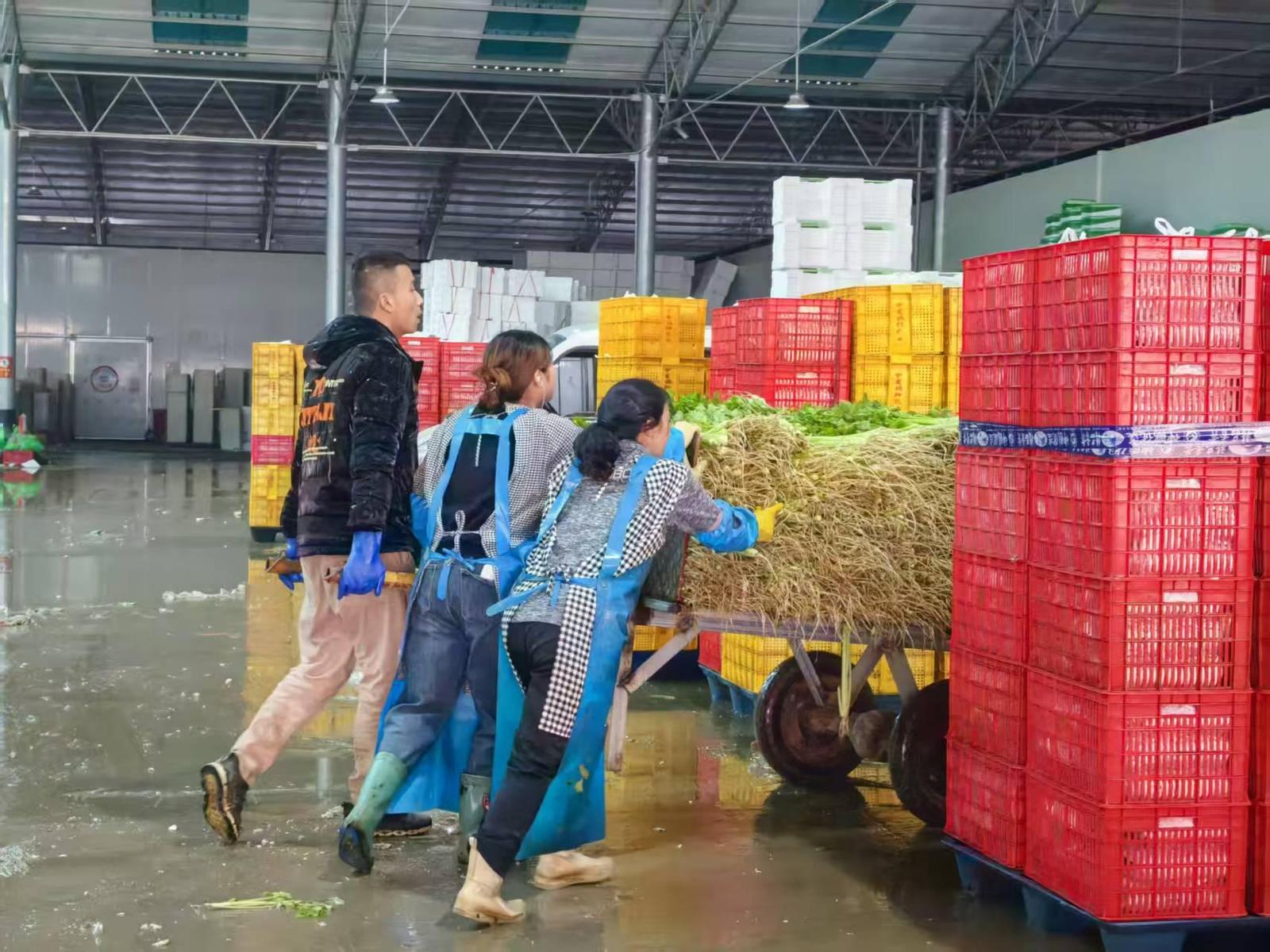 两化一振兴 塞上谱新篇 | 一棵宁夏菜的“雄心”