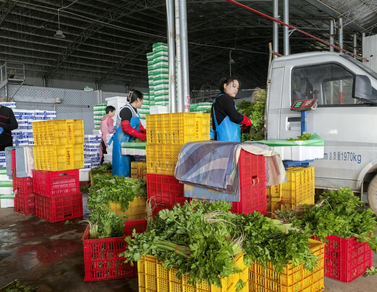 两化一振兴 塞上谱新篇 | 一棵宁夏菜的“雄心”
