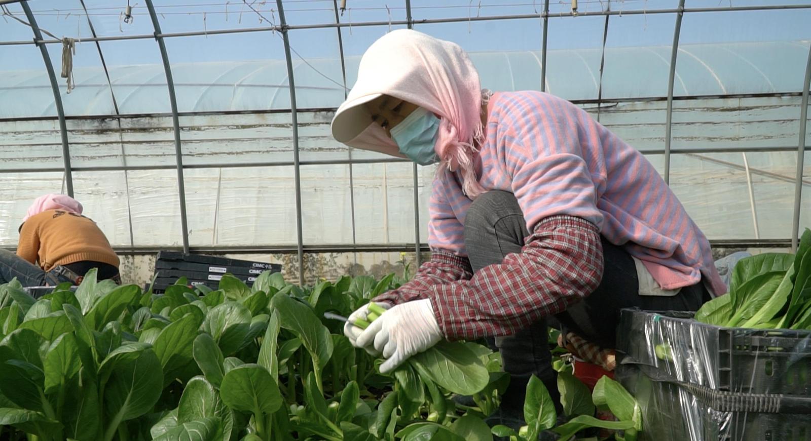 两化一振兴 塞上谱新篇 | 一棵宁夏菜的“雄心”