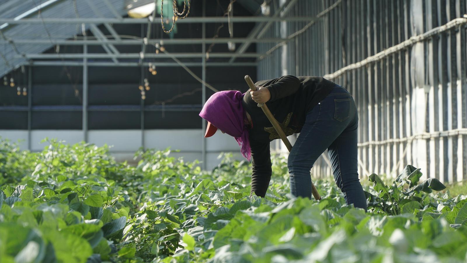 两化一振兴 塞上谱新篇 | 一棵宁夏菜的“雄心”
