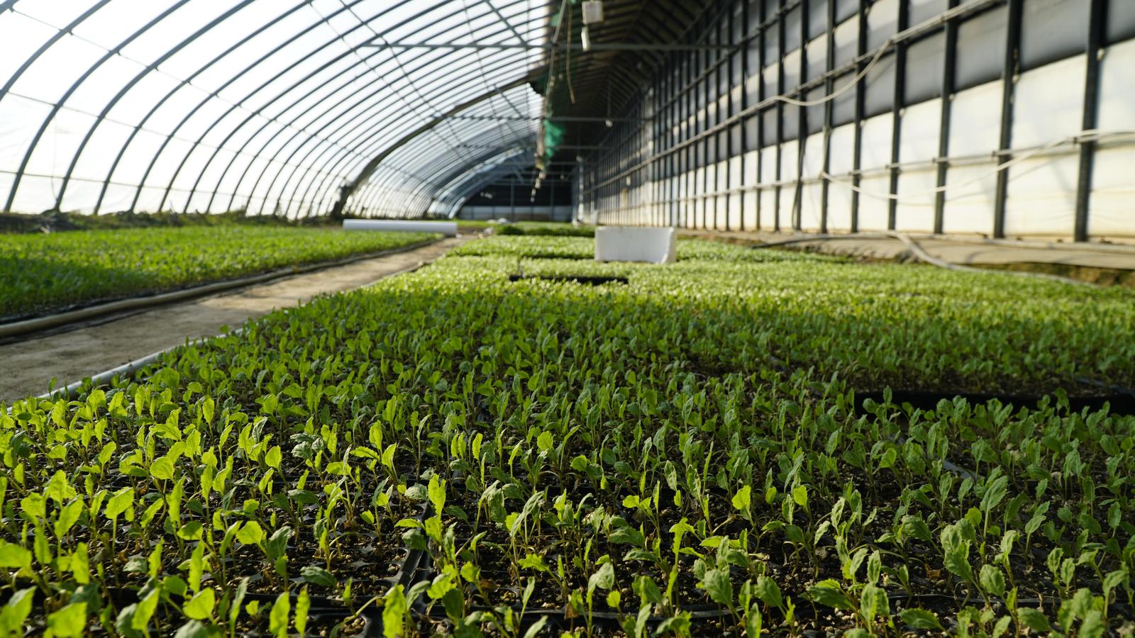 两化一振兴 塞上谱新篇 | 一棵宁夏菜的“雄心”