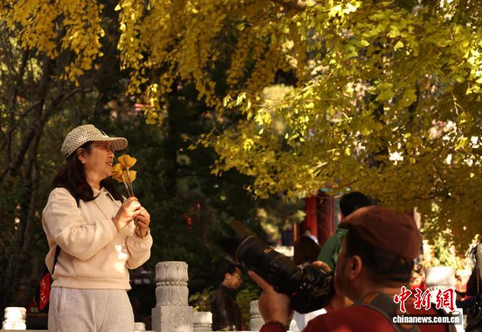 北京：潭柘寺秋意浓千年银杏披“金甲”