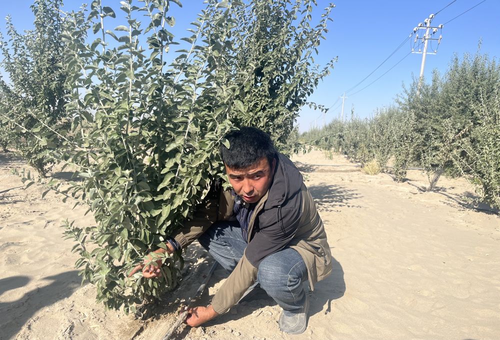 变沙为“金” “科技+产业”赋能塔克拉玛干沙漠治沙模式升级