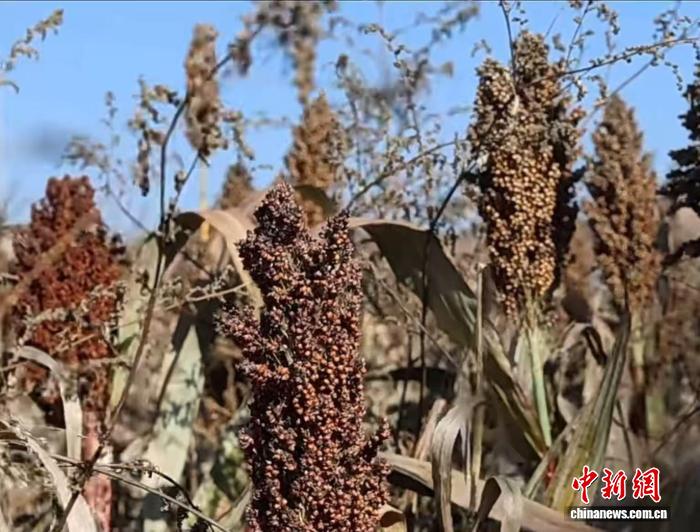 山西柳林：机械化抢收秋粮 产业链赋能增收