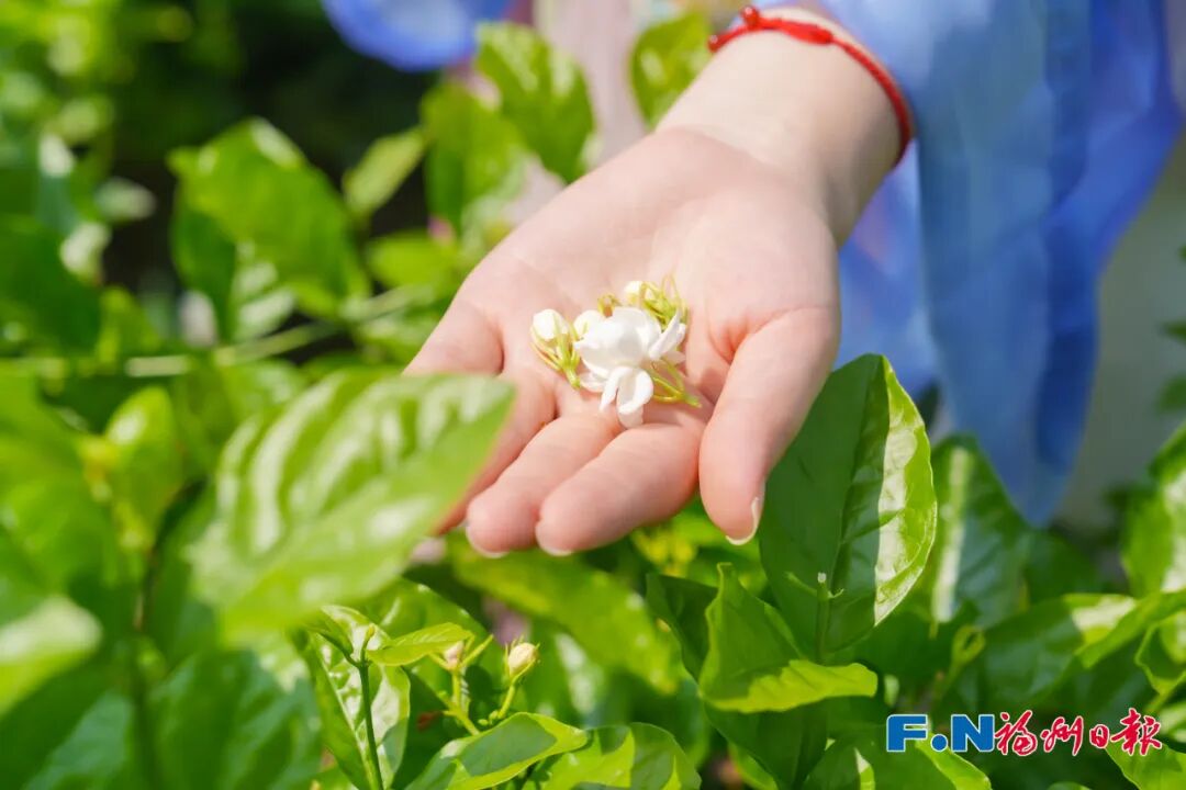 冰心、林徽因都爱的福州味道！原来是……