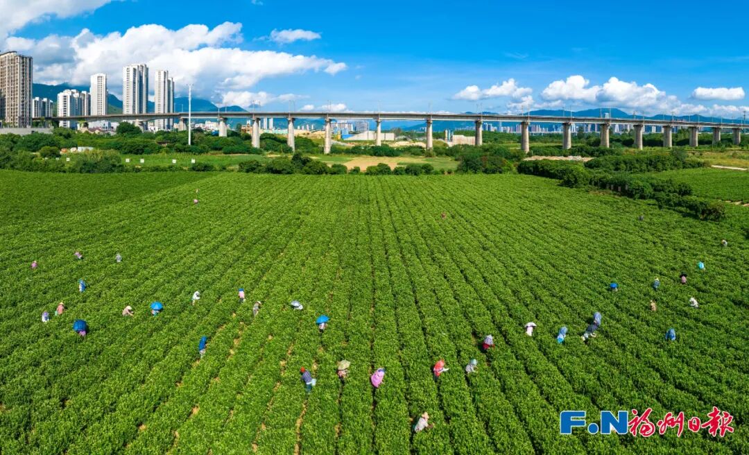 冰心、林徽因都爱的福州味道！原来是……