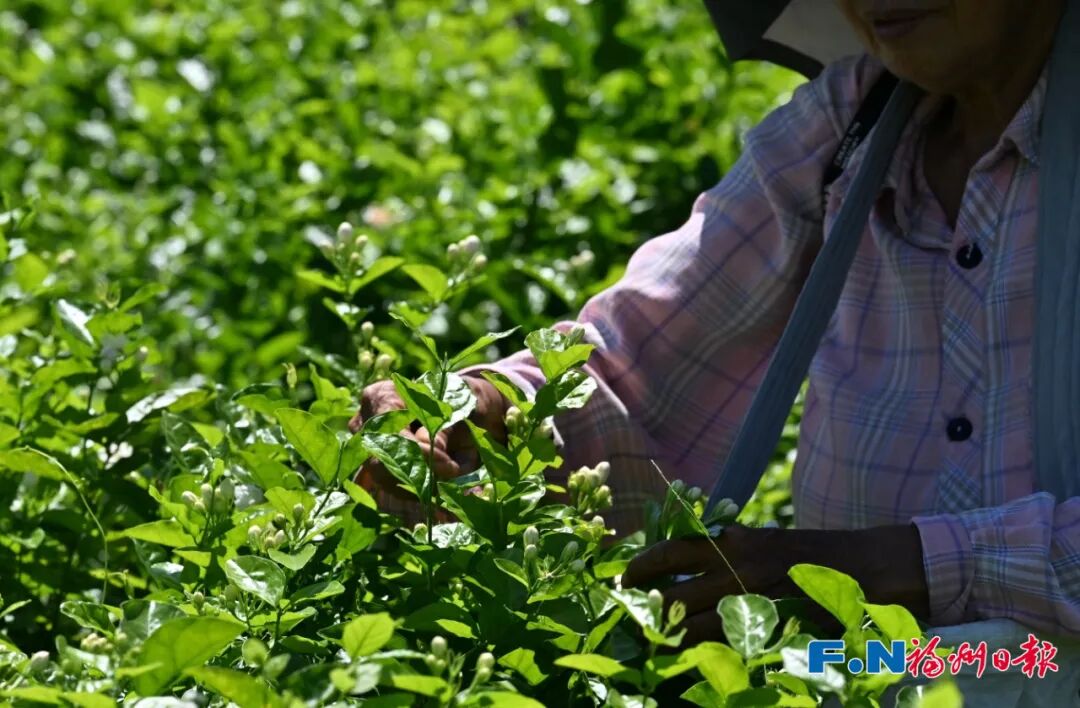 冰心、林徽因都爱的福州味道！原来是……