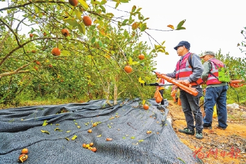永泰“金果果”串成致富链