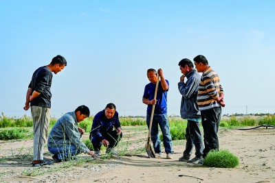 风沙线上，写下青绿诗行