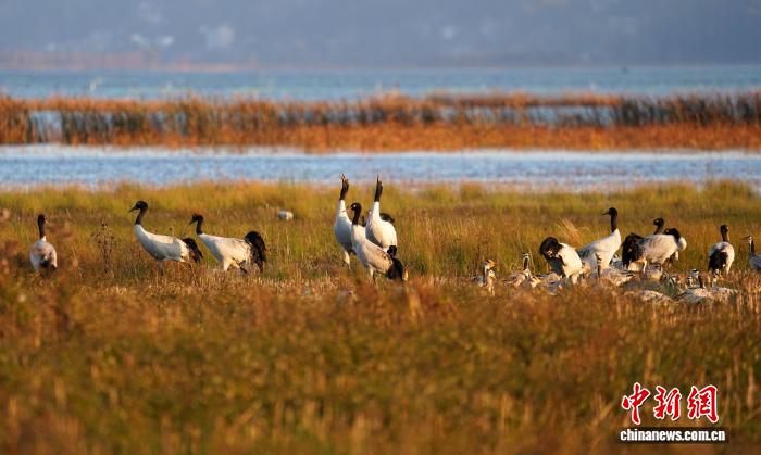 贵州威宁草海迎来百余只黑颈鹤越冬