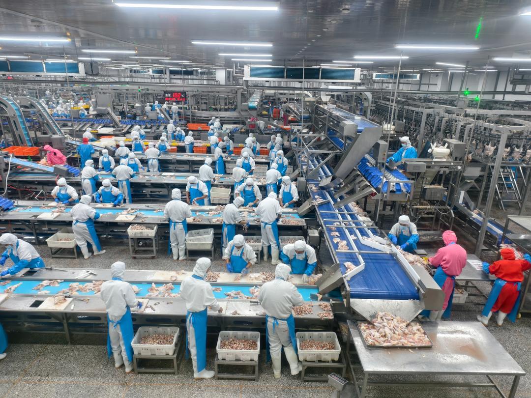 我国牵头制定的首项家禽屠宰领域国际标准发布 我国牵头制定的首项家禽屠宰领域国际标准发布