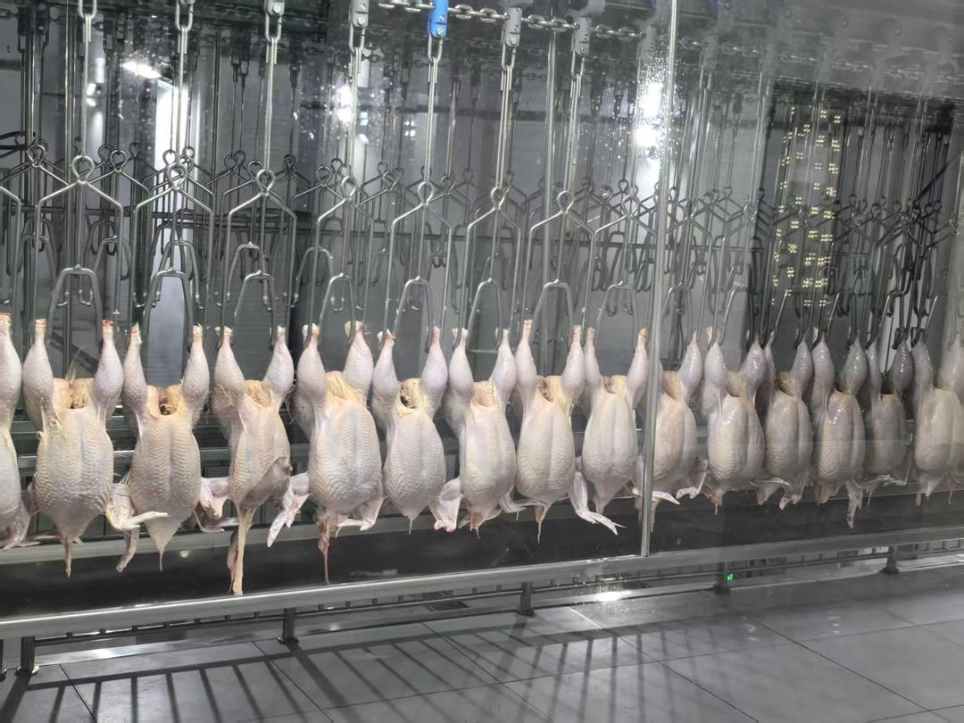 我国牵头制定的首项家禽屠宰领域国际标准发布 我国牵头制定的首项家禽屠宰领域国际标准发布