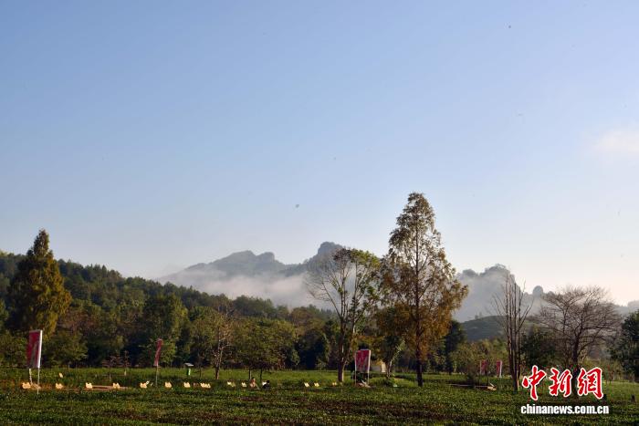 武夷山茶园冬日景致迷人