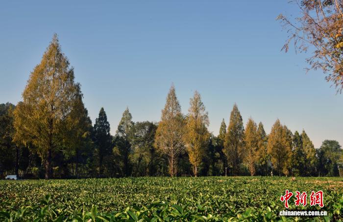 武夷山茶园冬日景致迷人