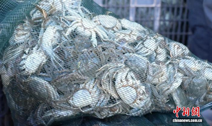青海都兰产“沙漠蟹”远销沪苏粤