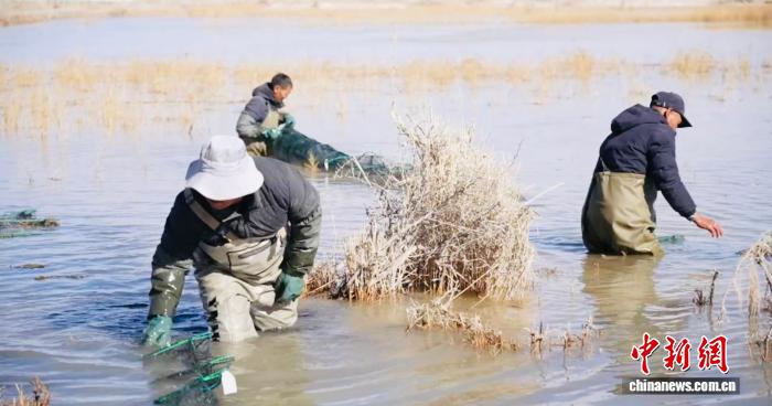 青海都兰产“沙漠蟹”远销沪苏粤