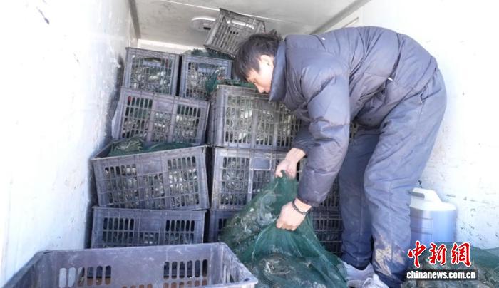 青海都兰产“沙漠蟹”远销沪苏粤