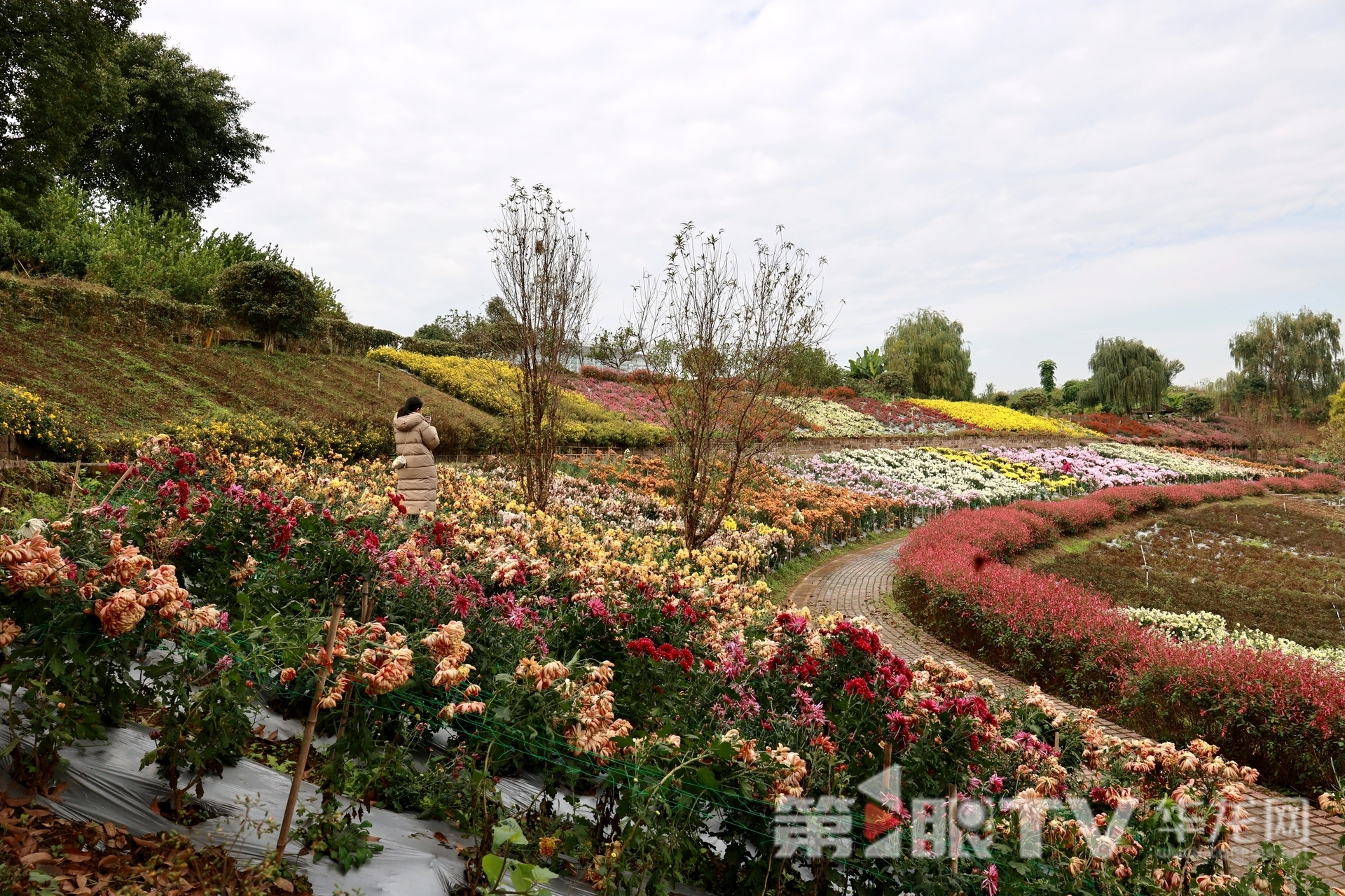 组图 | 重庆“可食菊花”来了 重塑花卉产业“可观可品”新形态