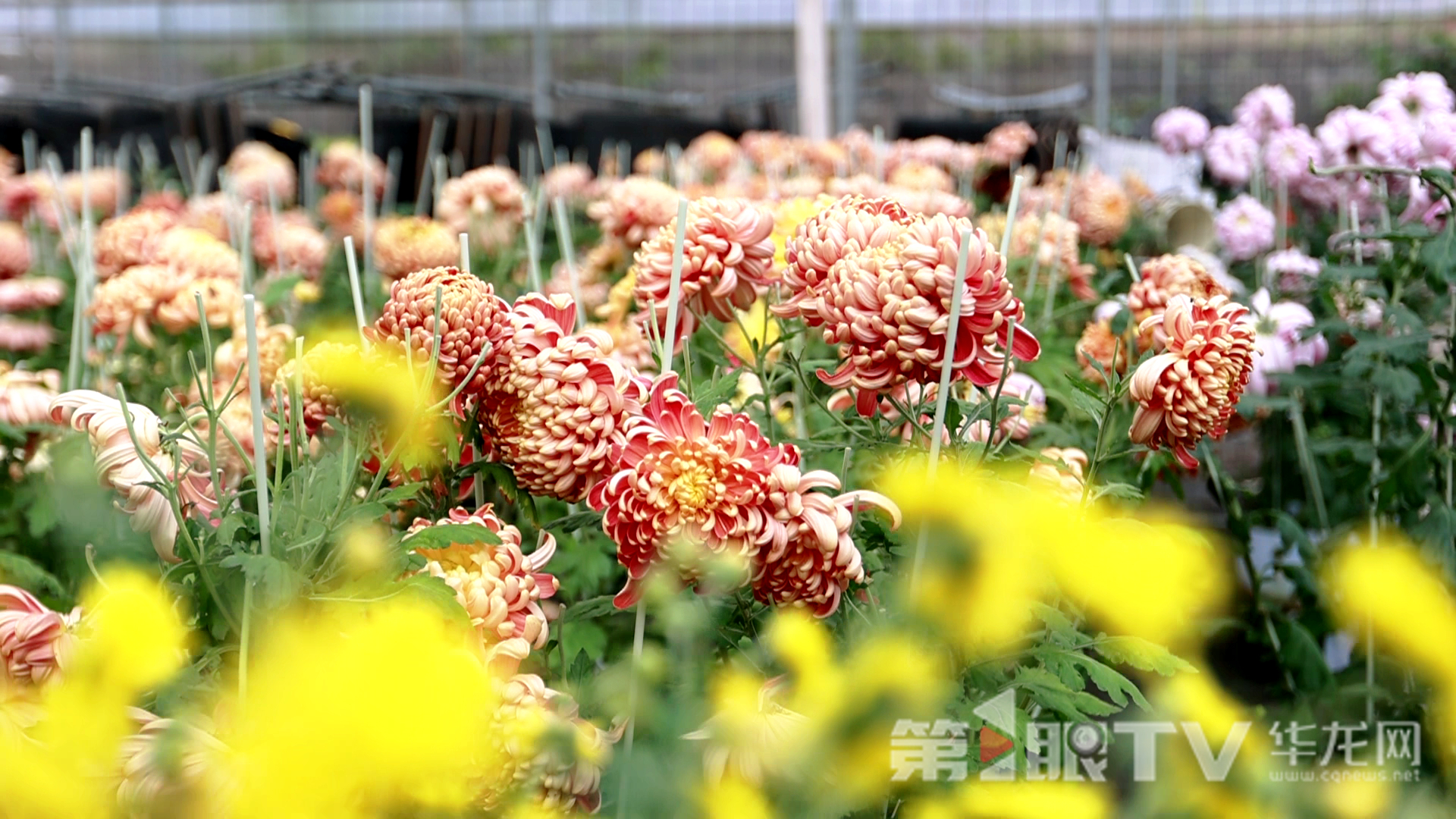 组图 | 重庆“可食菊花”来了 重塑花卉产业“可观可品”新形态