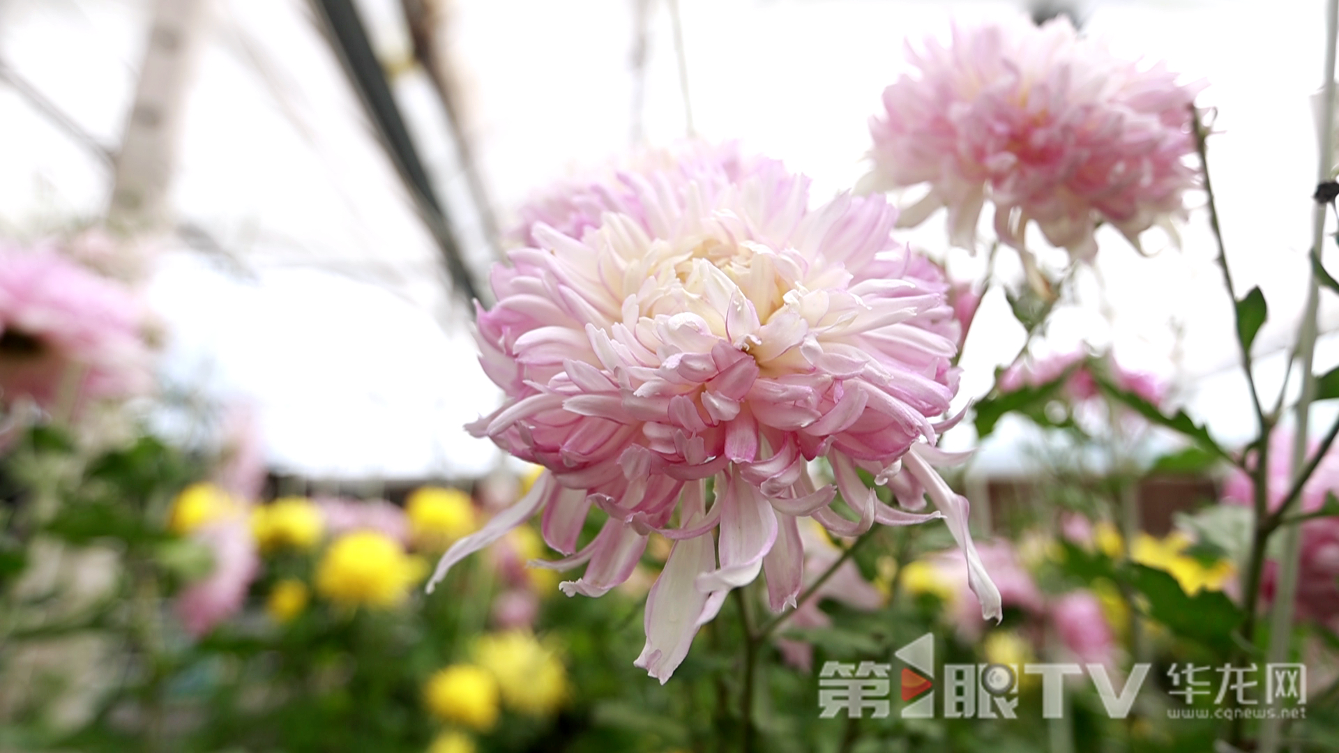 组图 | 重庆“可食菊花”来了 重塑花卉产业“可观可品”新形态