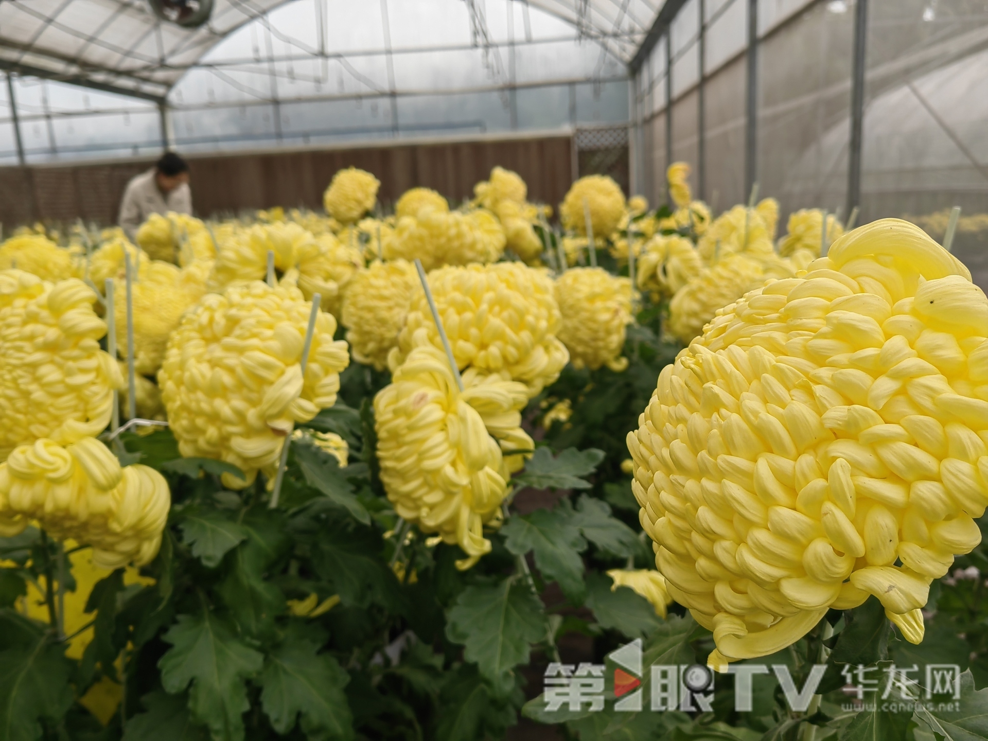 组图 | 重庆“可食菊花”来了 重塑花卉产业“可观可品”新形态