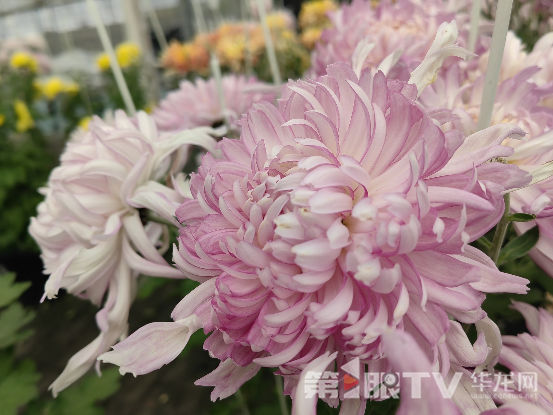 组图 | 重庆“可食菊花”来了 重塑花卉产业“可观可品”新形态