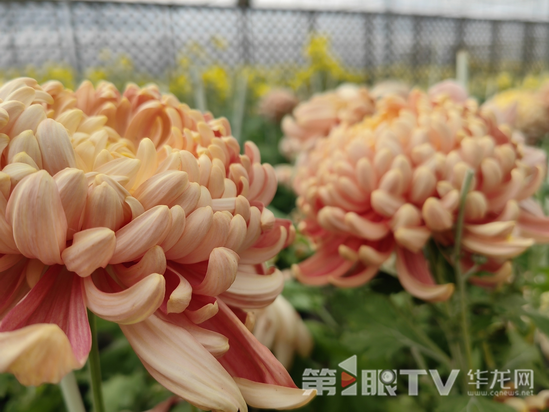 组图 | 重庆“可食菊花”来了 重塑花卉产业“可观可品”新形态