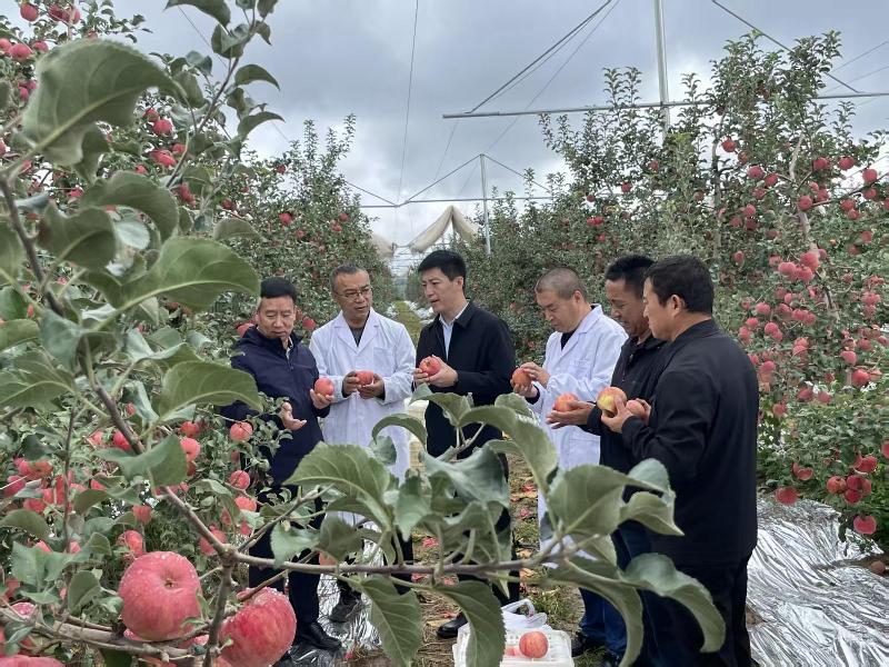 “大宁宁脆”的逆袭之路 “大宁宁脆”的逆袭之路