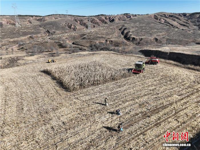 山西左云：一粒玉米的“四季剧本”折射高寒地区农业出路
