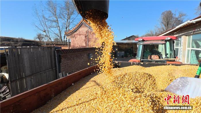 山西左云：一粒玉米的“四季剧本”折射高寒地区农业出路