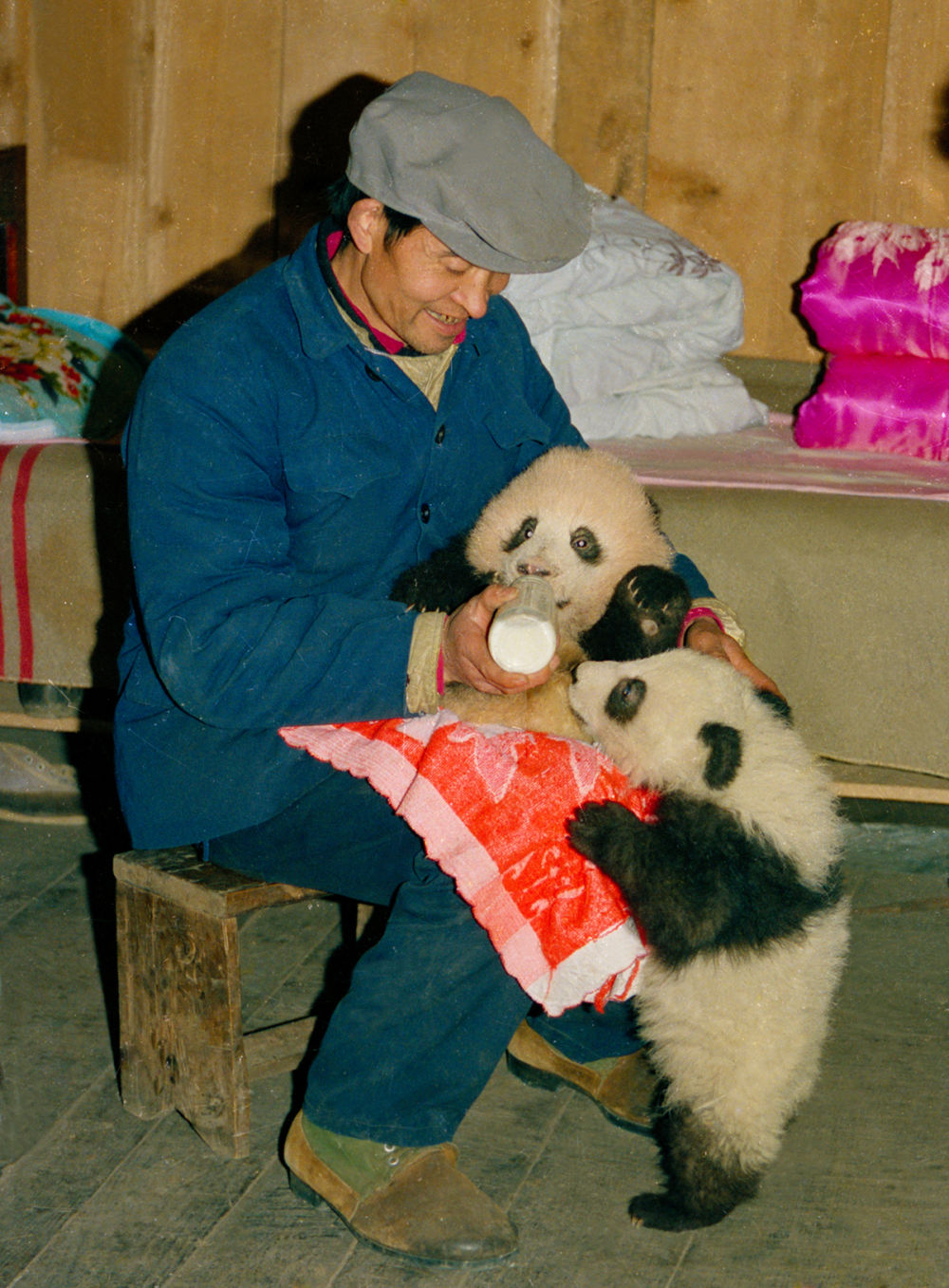 “熊猫老家”宝兴：大熊猫从这里走向世界