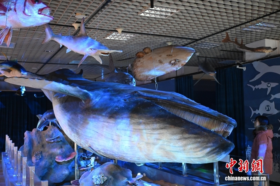 “鲸·奇——海洋深深之遇见鲸”特展在国家自然博物馆开展