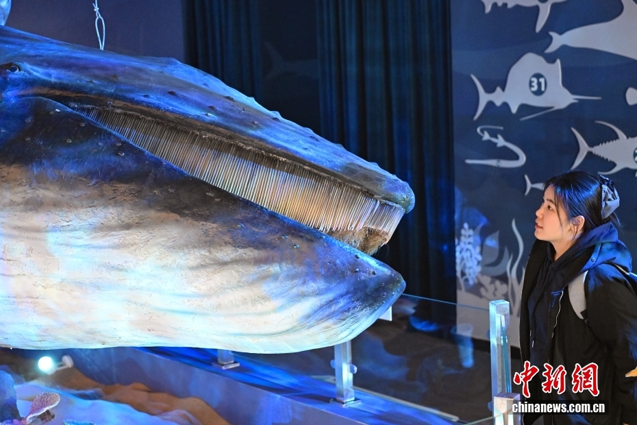 “鲸·奇——海洋深深之遇见鲸”特展在国家自然博物馆开展