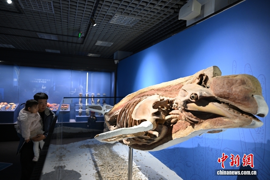 “鲸·奇——海洋深深之遇见鲸”特展在国家自然博物馆开展