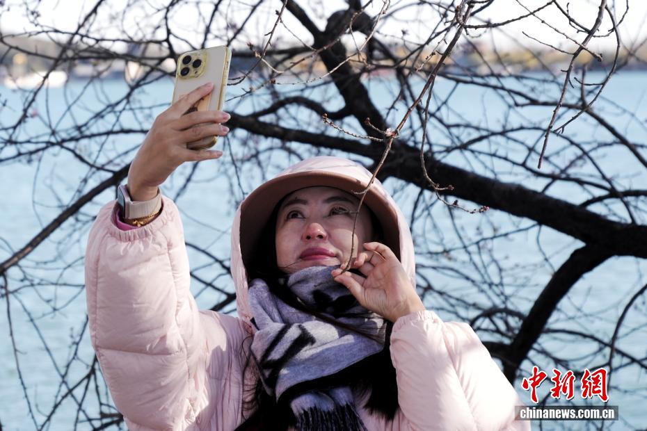 北京颐和园现“春花冬开”景象