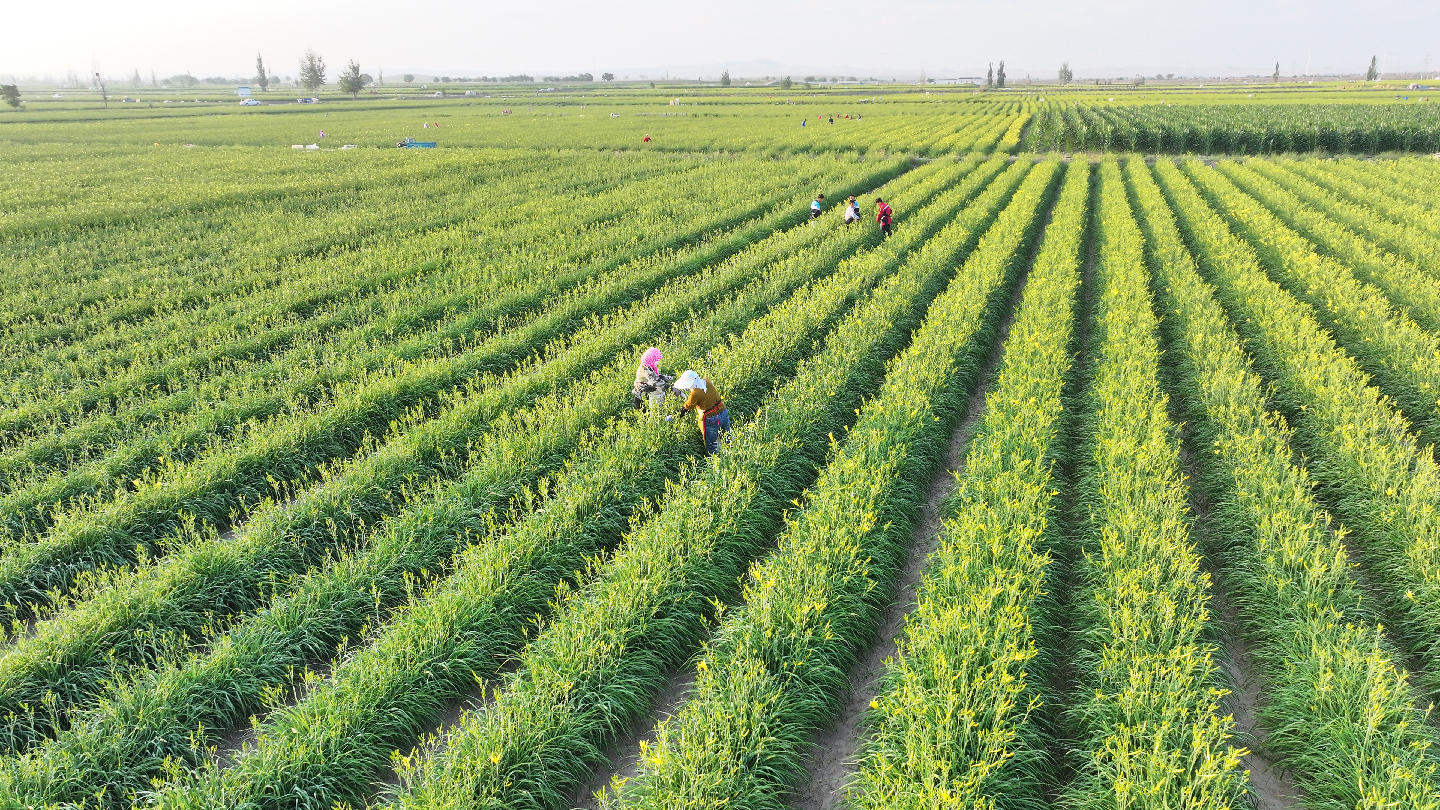 宁夏盐池：多元特色农业为乡村全面振兴蓄势赋能