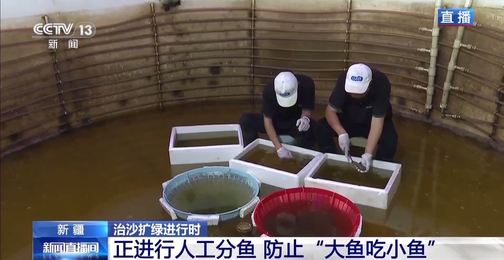 沙漠里如何养海鲜？塔克拉玛干沙漠的水产养殖密码