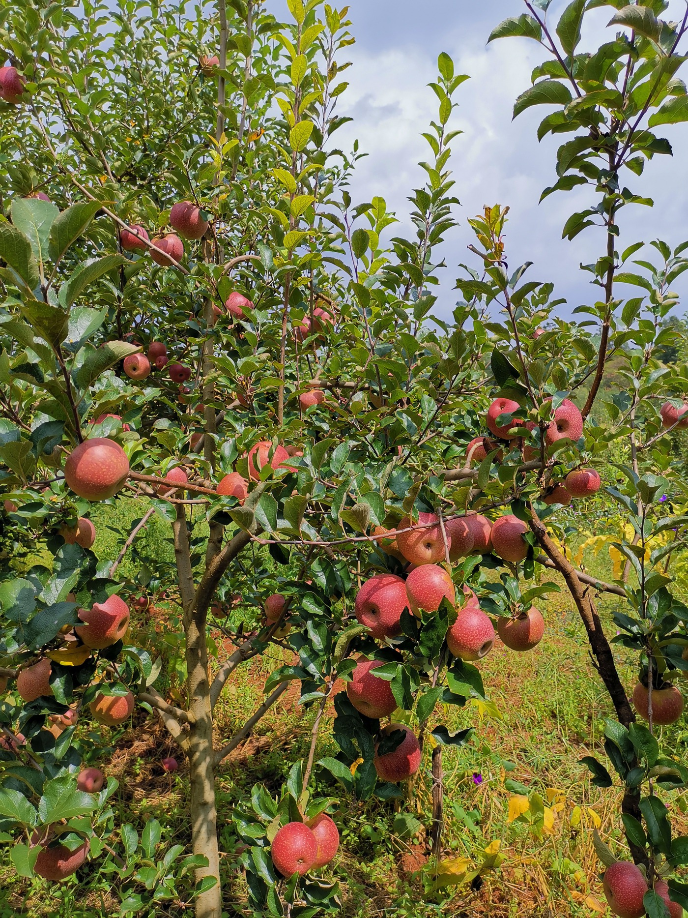 和和美美阿着底
