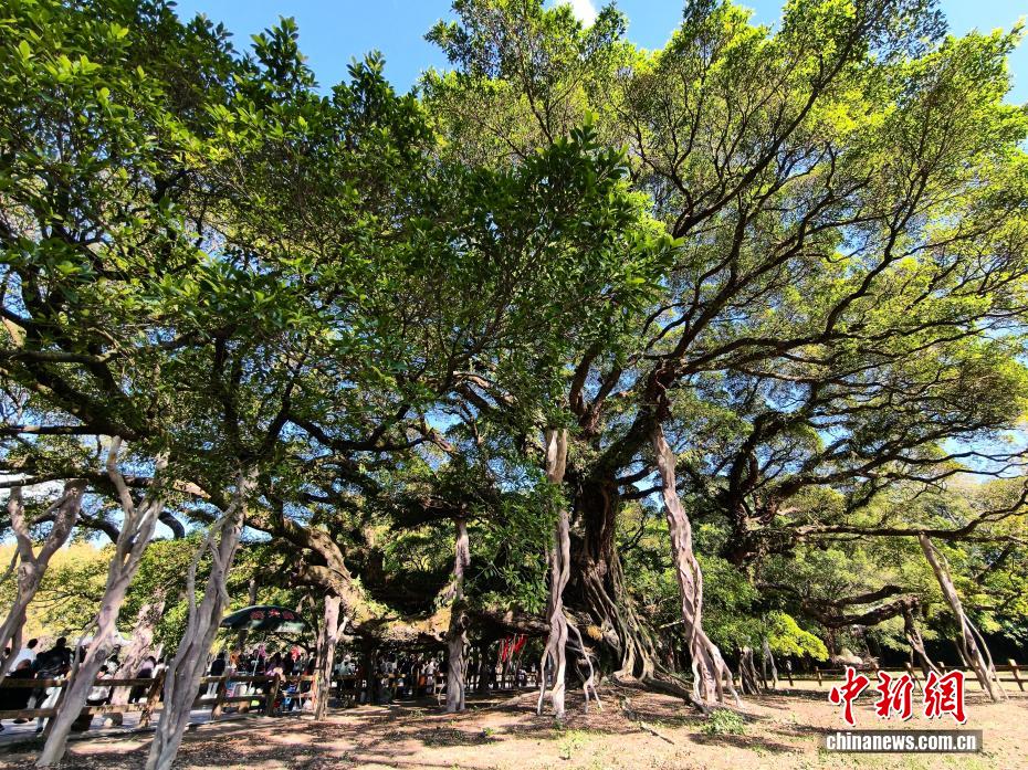 榕城“榕树王”独木成林 冠幅达1330平方米