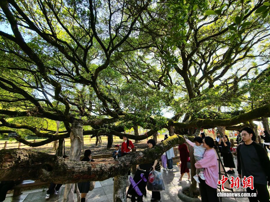 榕城“榕树王”独木成林 冠幅达1330平方米