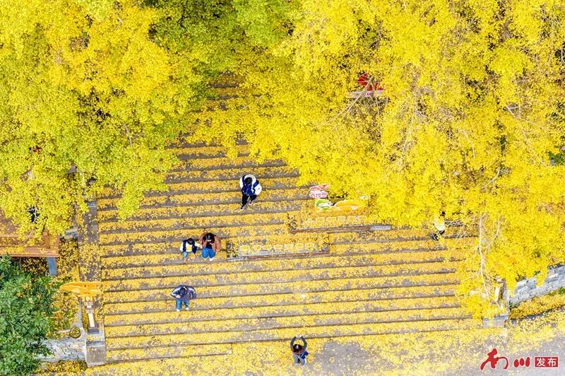千年银杏下,真的在“长钱”!德隆镇的“金色财富”火出圈了 “金色地毯”将村庄装点成冬日童话世界。通讯员 胡波 摄_副本.jpg
