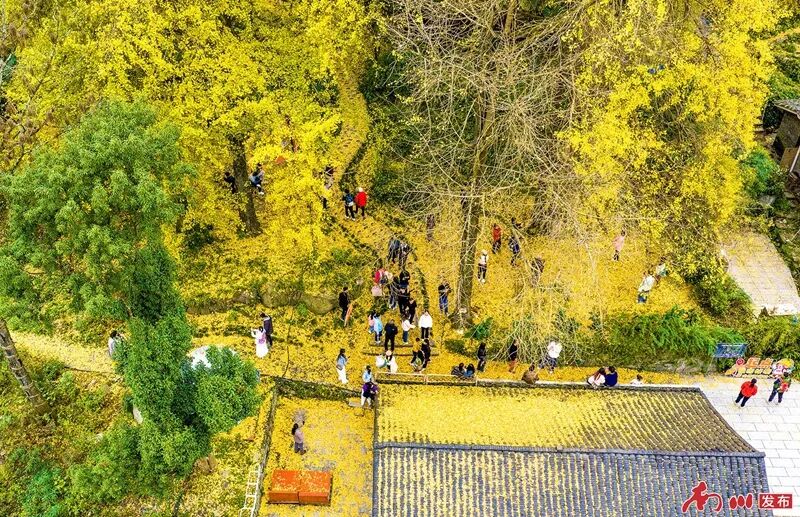 千年银杏下,真的在“长钱”!德隆镇的“金色财富”火出圈了 银杏树冠如金云缀山,游人如彩珠散落其间,构成灵动的冬日画卷。通讯员 胡波 摄_副本.jpg