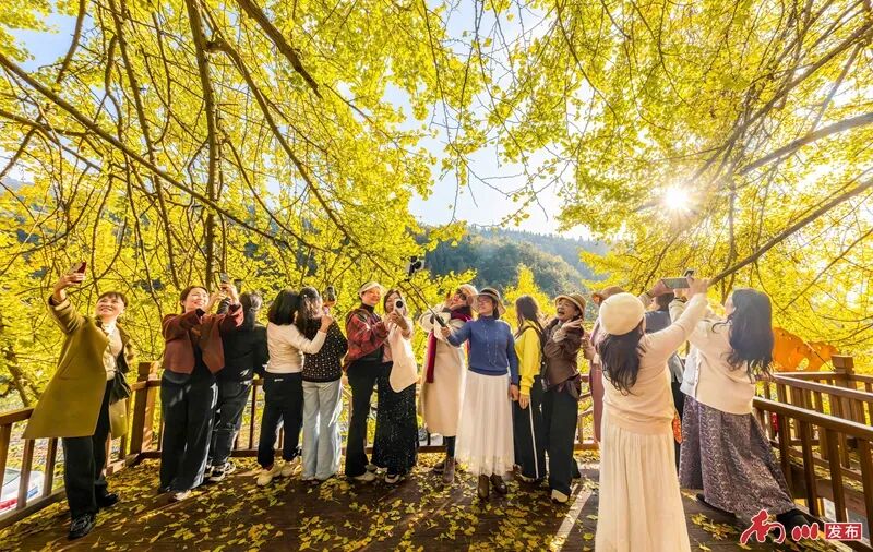 千年银杏下,真的在“长钱”!德隆镇的“金色财富”火出圈了 游客在古银杏树下拍照游玩。通讯员 罗川 摄_副本.jpg