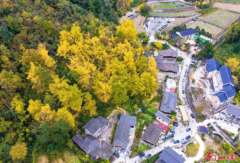 千年银杏下,真的在“长钱”!德隆镇的“金色财富”火出圈了 银杏树环绕的银杏村风景如画,游客如织。通讯员 胡波 摄_副本.jpg