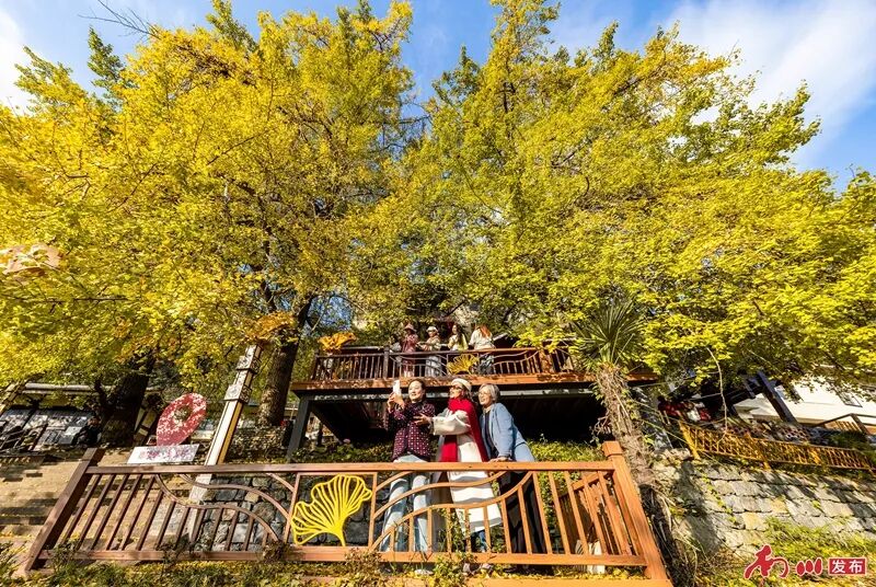 千年银杏下,真的在“长钱”!德隆镇的“金色财富”火出圈了 金黄的银杏叶随风轻舞,游客的欢声笑语点缀冬日静谧。通讯员 罗川 摄_副本.jpg