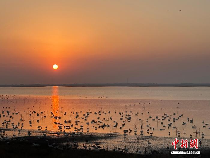 鄱阳湖迎候鸟迁徙高峰 智慧科技守护候鸟越冬
