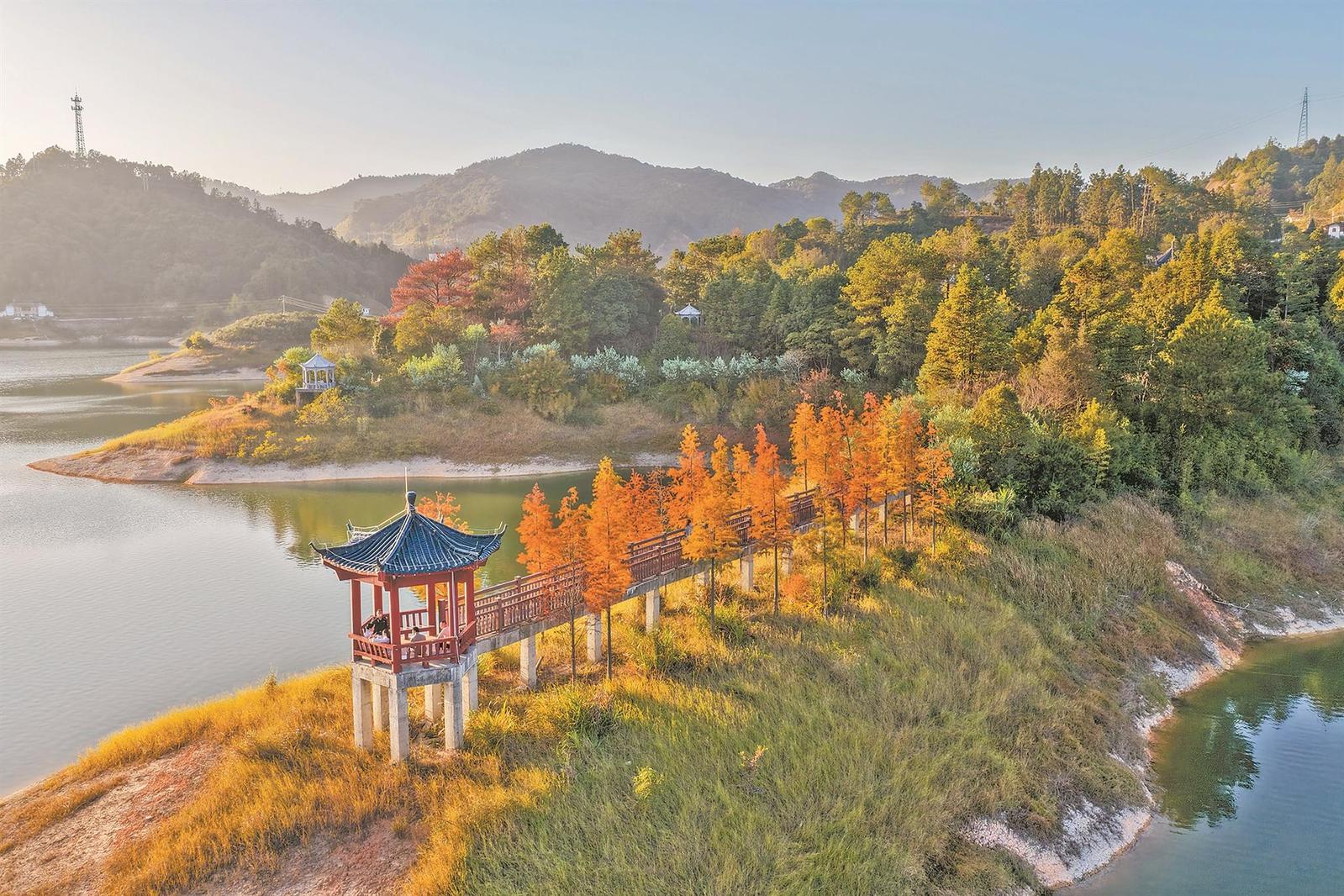 冬日水杉红湖畔美如画